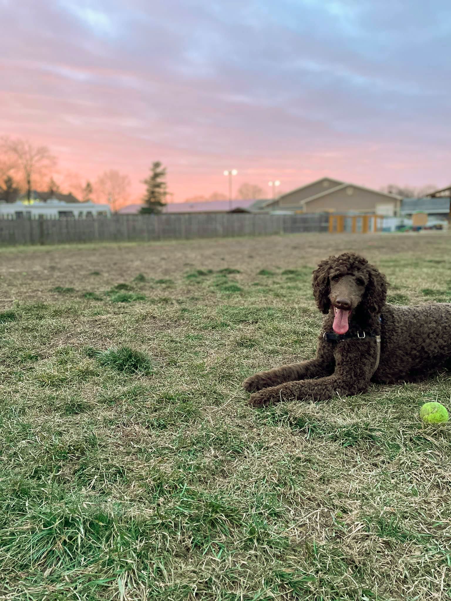 4 Paws for Ability enriches the lives of people with disabilities by placing life changing service dogs.