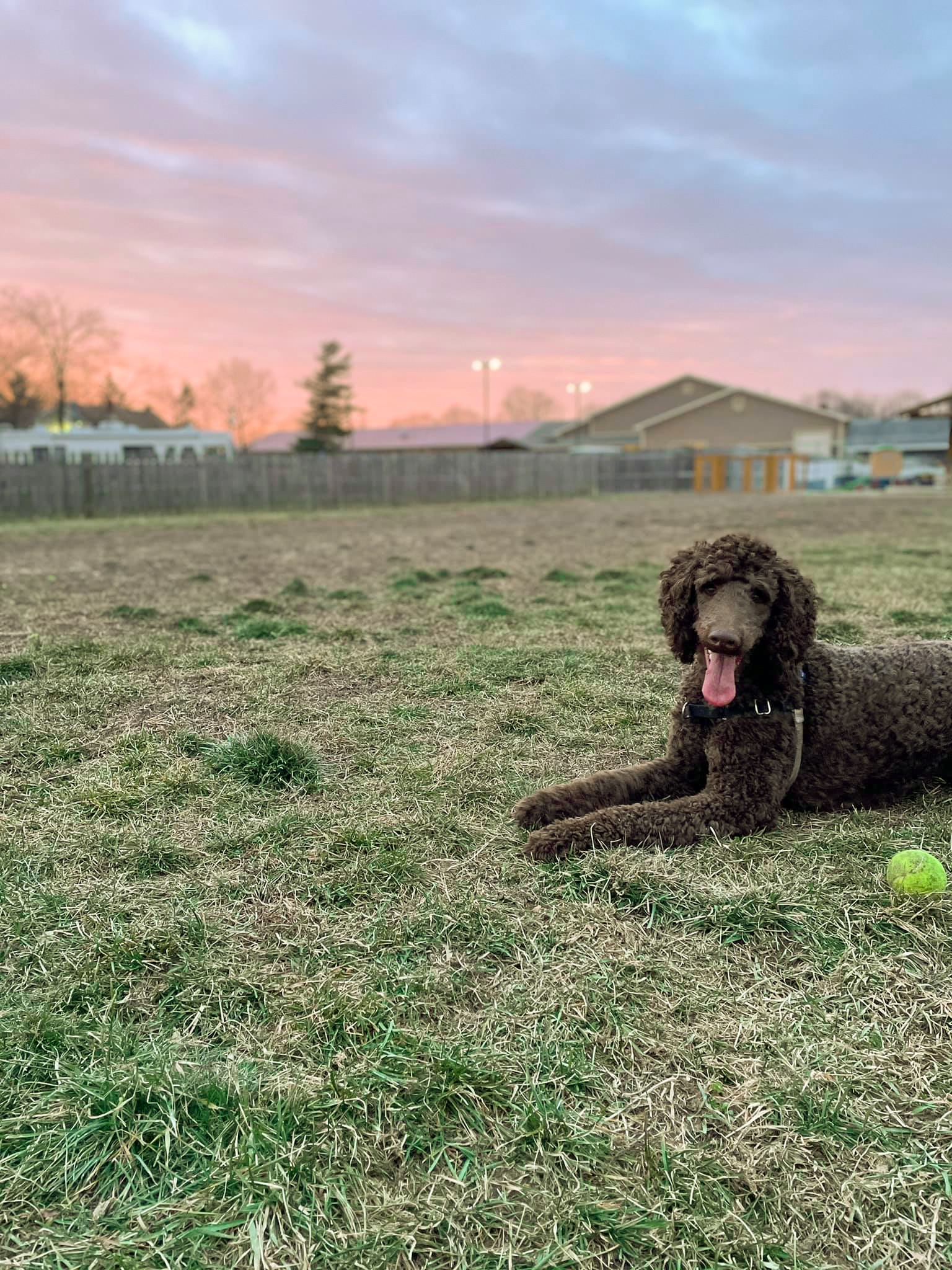 4 Paws for Ability enriches the lives of people with disabilities by placing life changing service dogs.